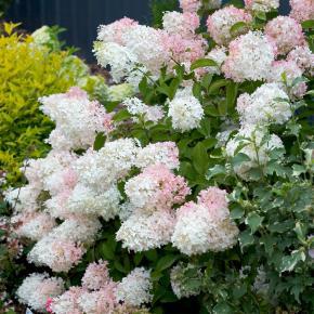 Plantes d'extérieur