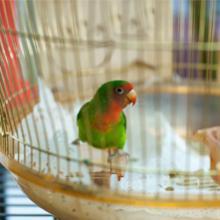 Cages