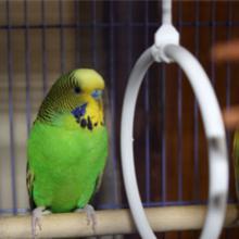 Accessoires pour cages