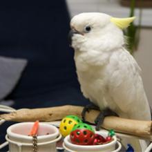 Jouets