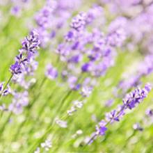 Plantes aromatiques et médicinales