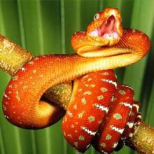 Serpent