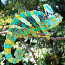 Lézard