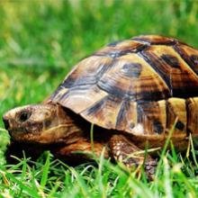 Tortues