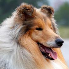 Chiens