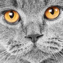 Chats