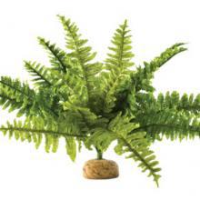 Plantes et décoration