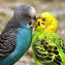 Oiseaux de cage et de volière