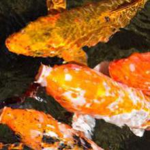 Poissons pour bassins d'extérieur