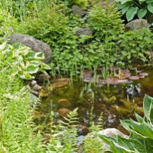 Plantes aquatiques