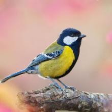 Oiseaux de la nature
