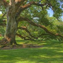 Arbres