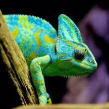 Reptiles, Insectes et Amphibiens