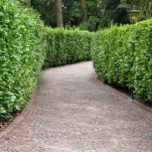 Plantes pour haies