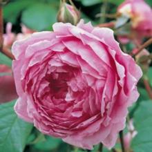 Rosiers
