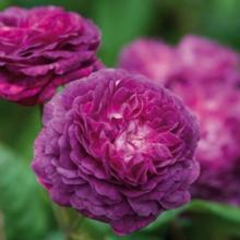 Rosiers anciens