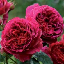 Rosiers anglais parfumés