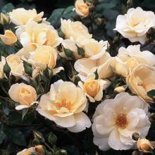Rosiers couvres-sol