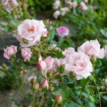 Rosiers lianes
