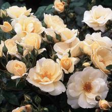 Rosiers miniatures