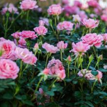 Rosiers paysagers