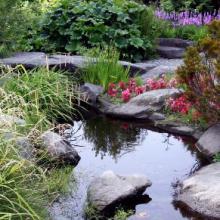 Bassin-Jardin aquatique
