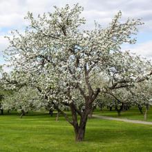 Arbres et arbustes fruitiers