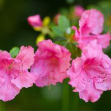 Rhododendrons