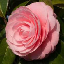 Camellias