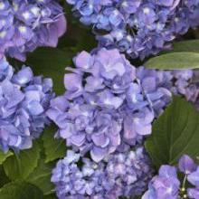 Hortensias