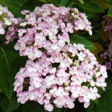 Hortensias Macrophylla