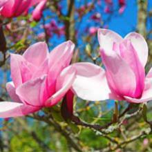 Magnolias