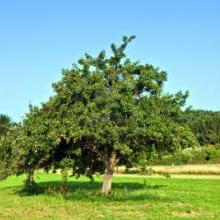 Arbres fruitiers
