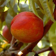 Nectarines et Brugnons