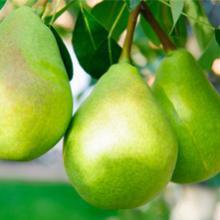 Poiriers variétés actuelles