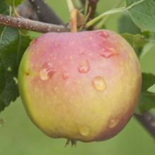 Pommiers à cidre