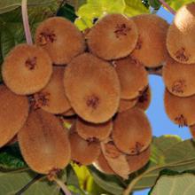 Kiwis