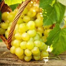 Vignes de table