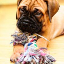 Jouets et sports pour chiens