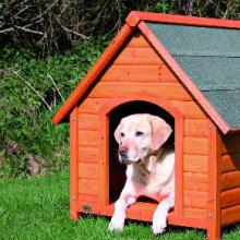 Niches et portes pour chiens
