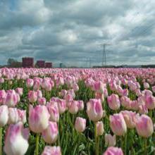 Bulbes à fleurs de Printemps