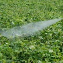 Insecticides
