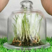Protection des plantes