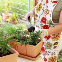 Entretien des plantes d'intérieur