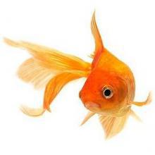 Nourriture Poissons d'eau froide