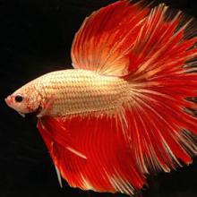 Nourriture Poissons exotiques