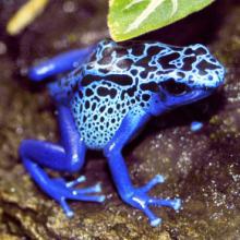 Notre rayon reptiles