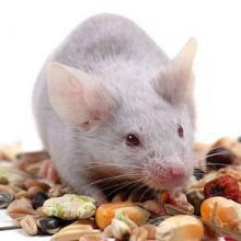 Alimentations rongeurs
