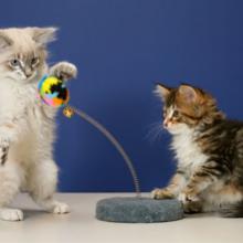 Jouets pour chats