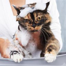 Toilettage et soins